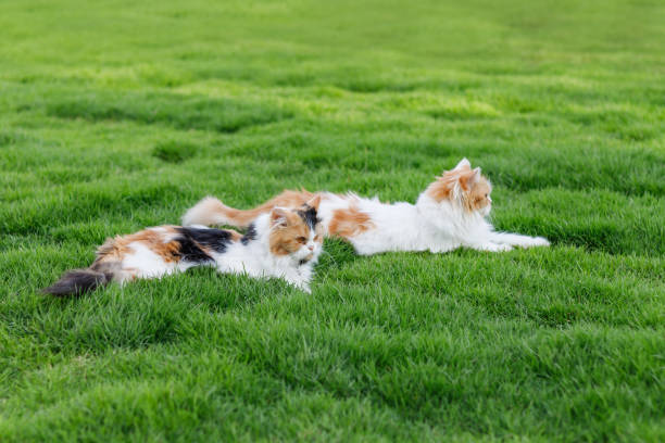 cesped artificial para gatos