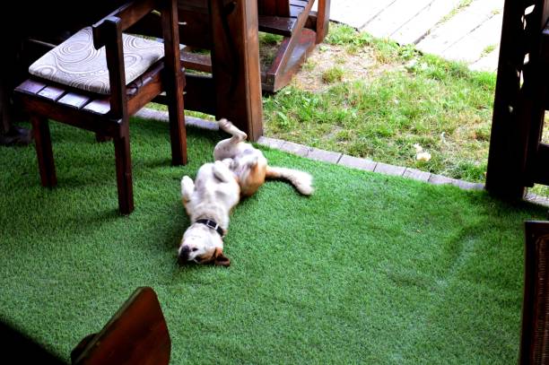grass sintetico para perros y gatos