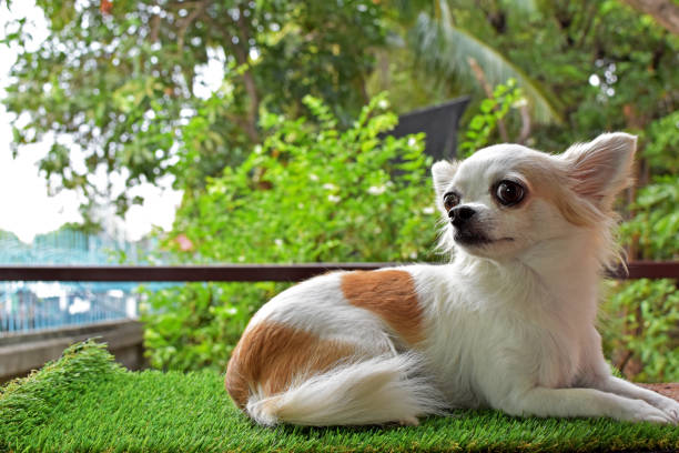 pasto artificial para perros